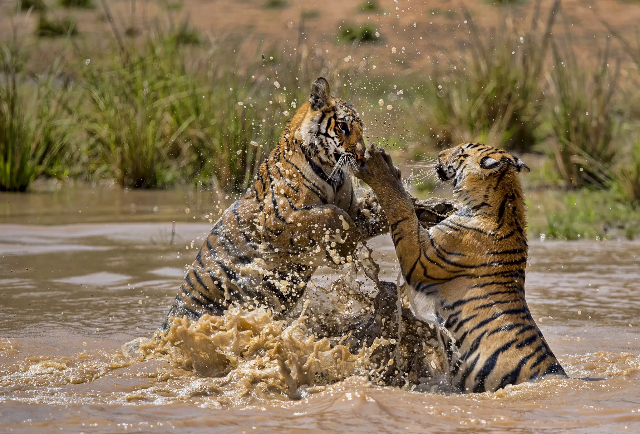 Tiger cubs playing