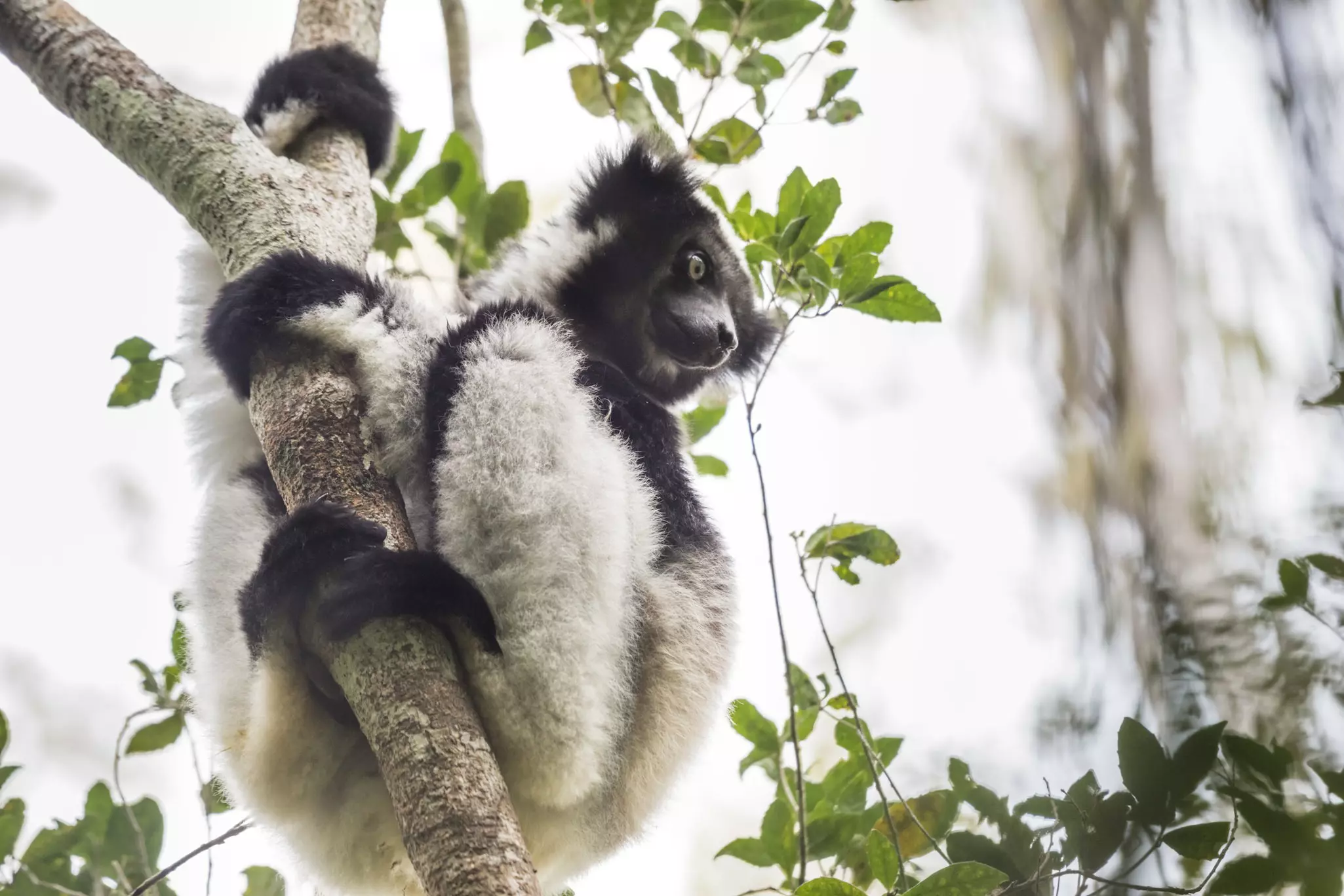 Indri in the rainforests of eastern Madagascar, Andasibe, Madagascar.