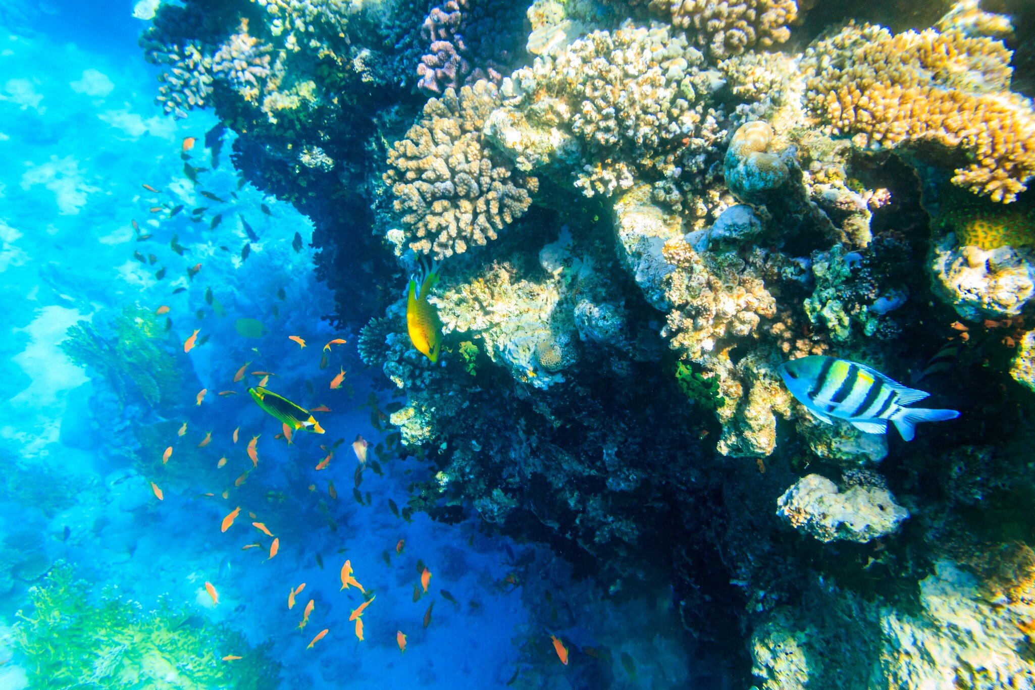 Different tropical fish at coral reef in the Red sea in Ras Mohammed national park, Sinai peninsula in Egypt