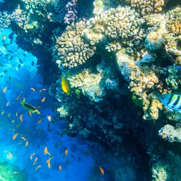 Different tropical fish at coral reef in the Red sea in Ras Mohammed national park, Sinai peninsula in Egypt