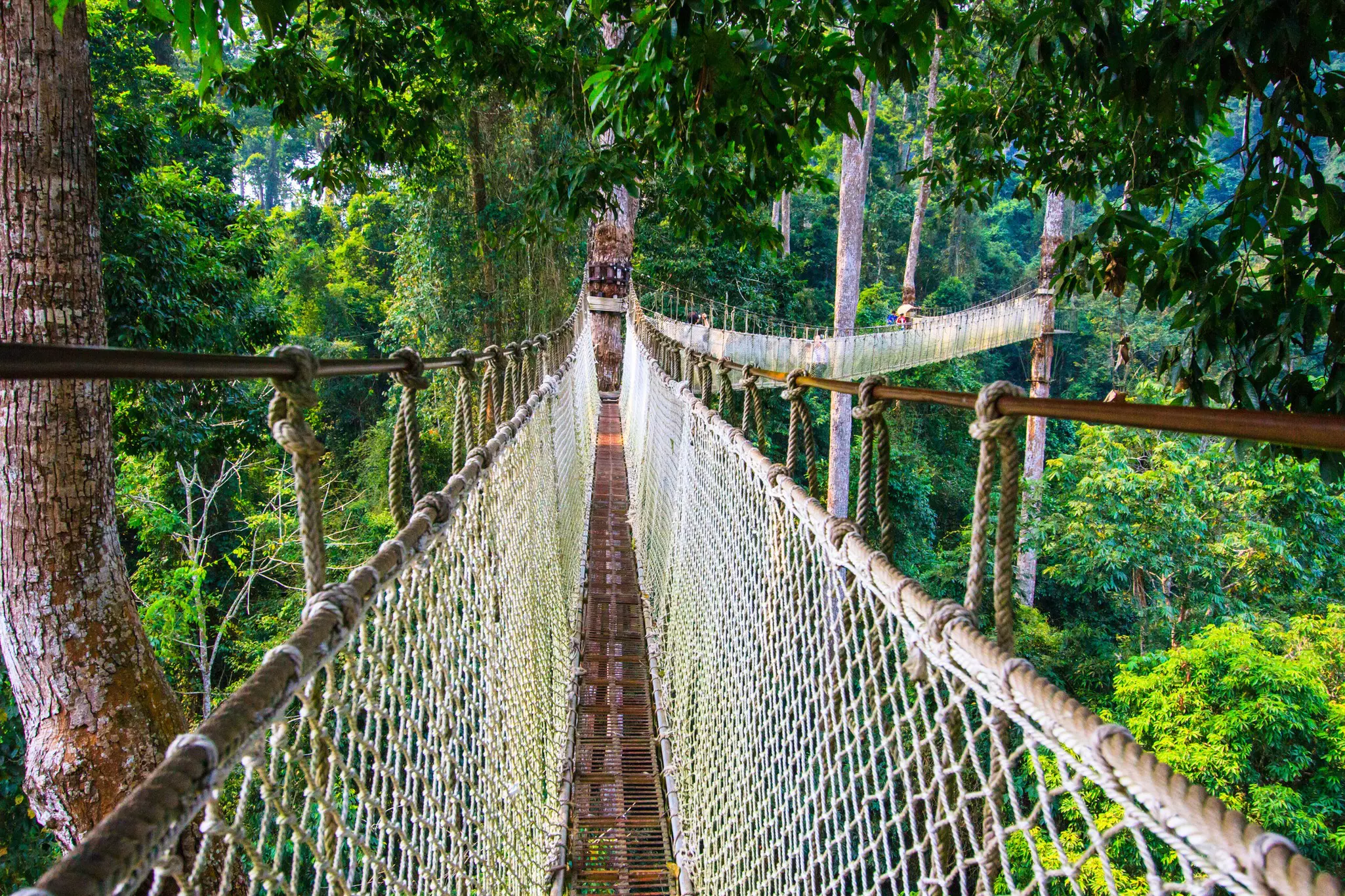 A long narrow rope bridge suspended at tree canopy level through dense woodland.