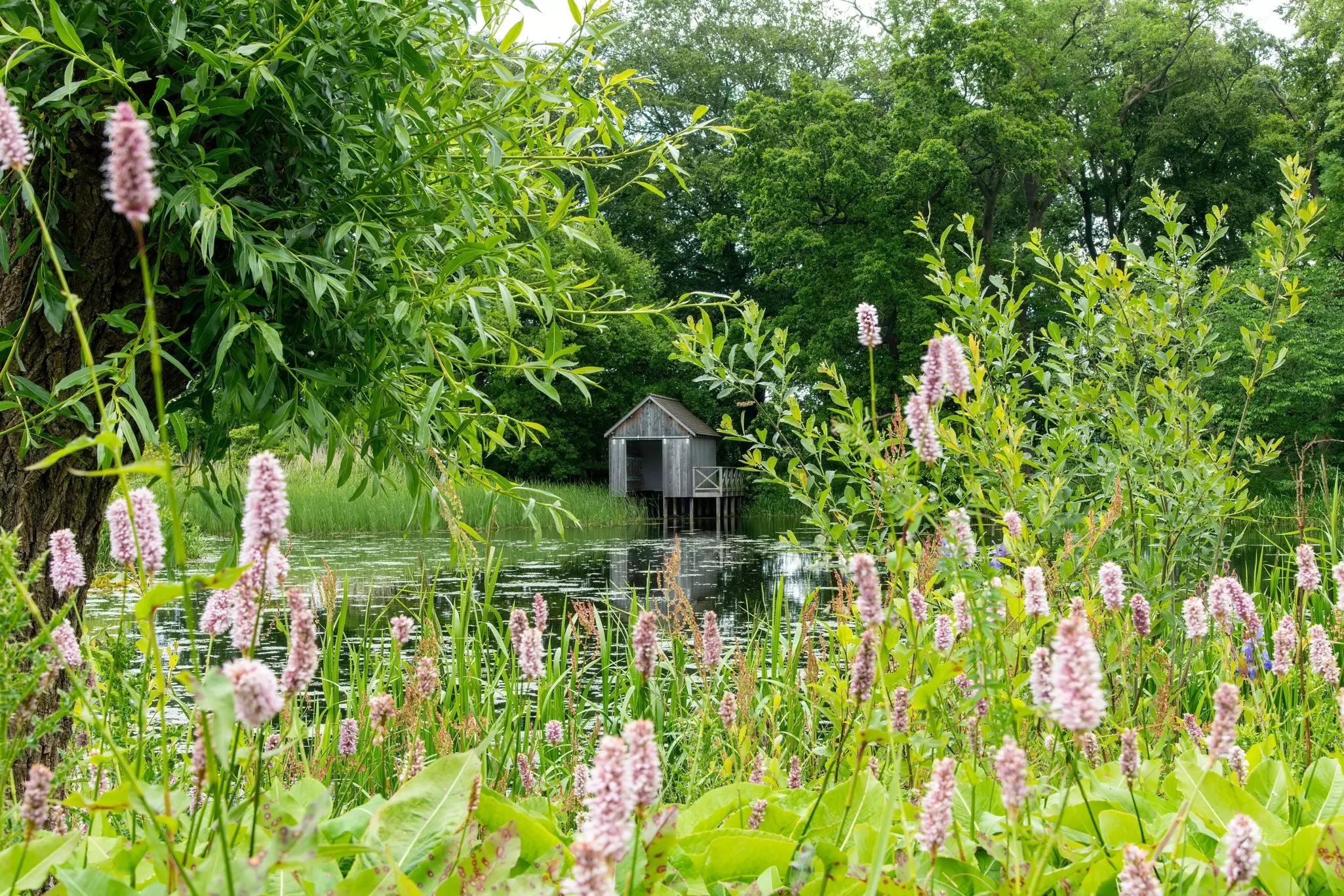 Common bistort flowers with a duck pond and wooden shed on a summer day