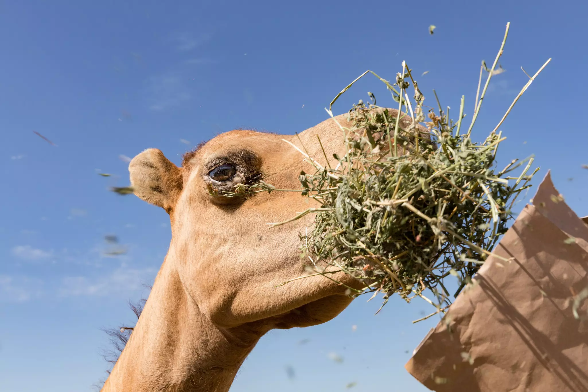 Explore sustainable agriculture at a camel farm in Harrisville © Traceydee Photography / Getty Images