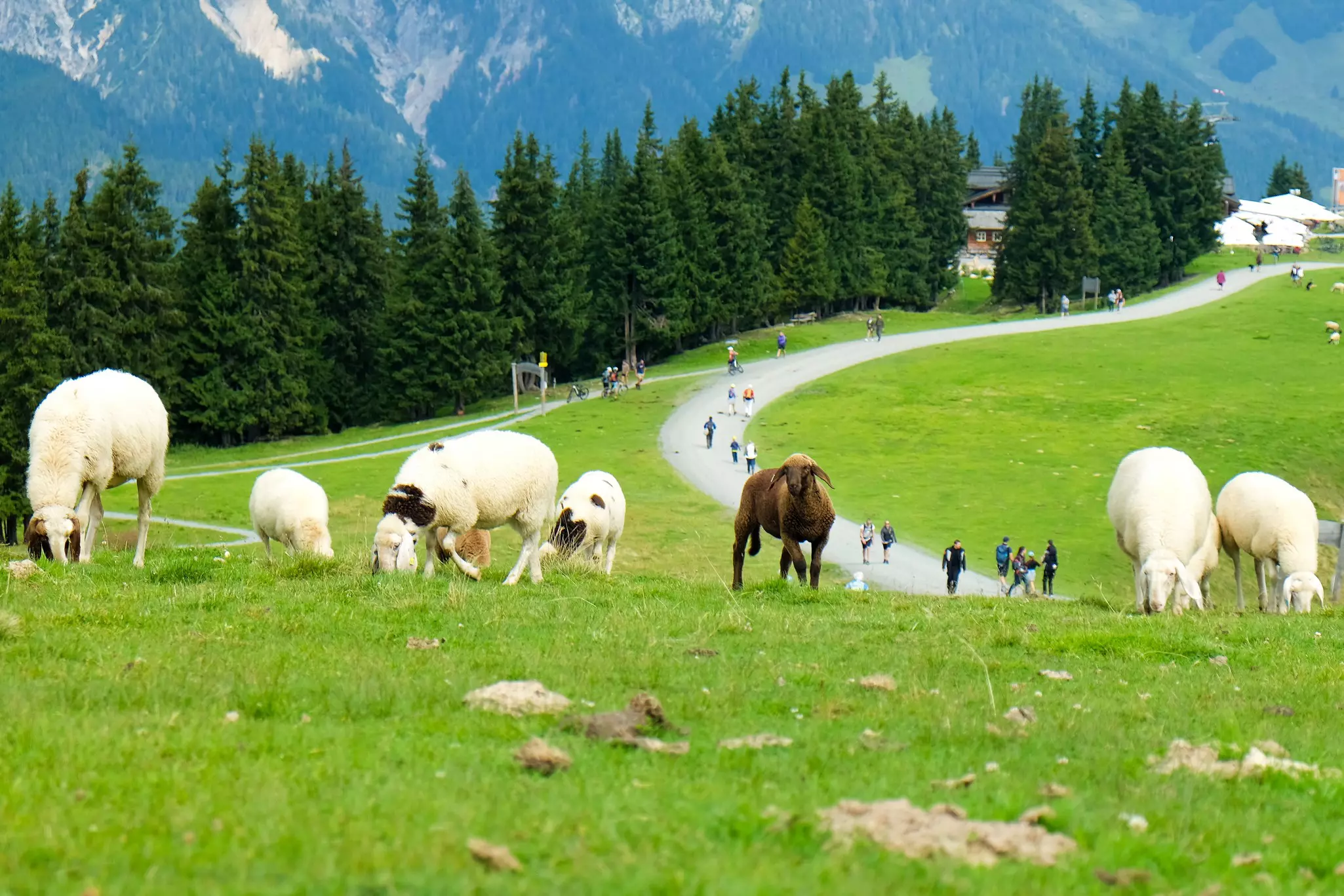 Spring hikes through Saalfelden Leogang are a perfect chance to see the locals – including four-legged ones © Petra Loho / Lonely Planet