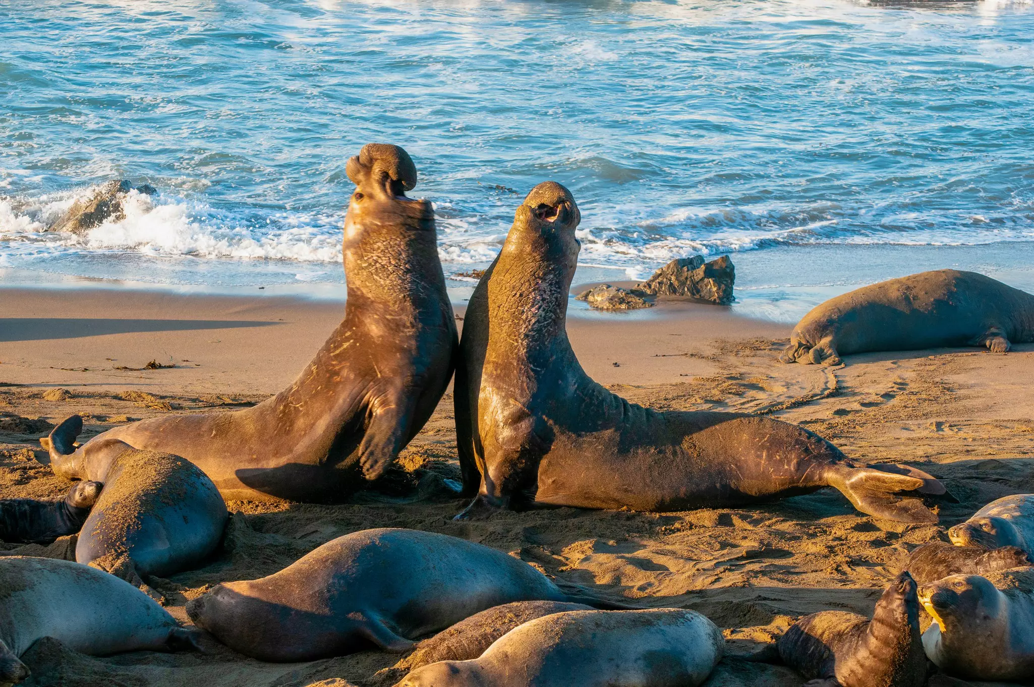 Two elephant seals raise their heads in an aggressive stance while others loll on the beach.