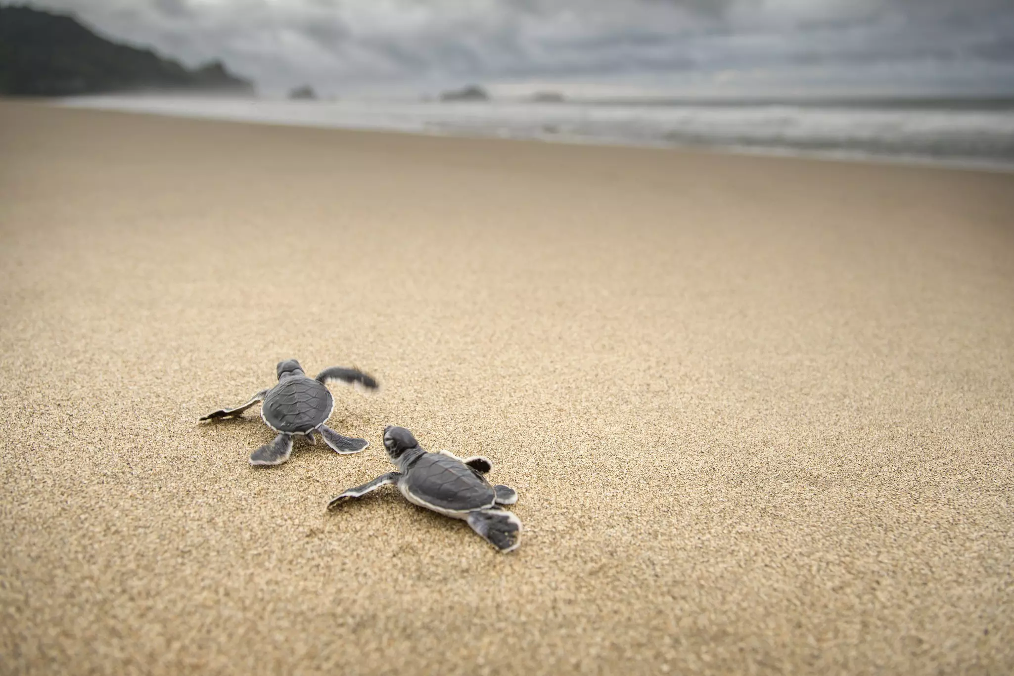 Two tiny hatchling turtles scamper along a sandy beach towards the distant ocean