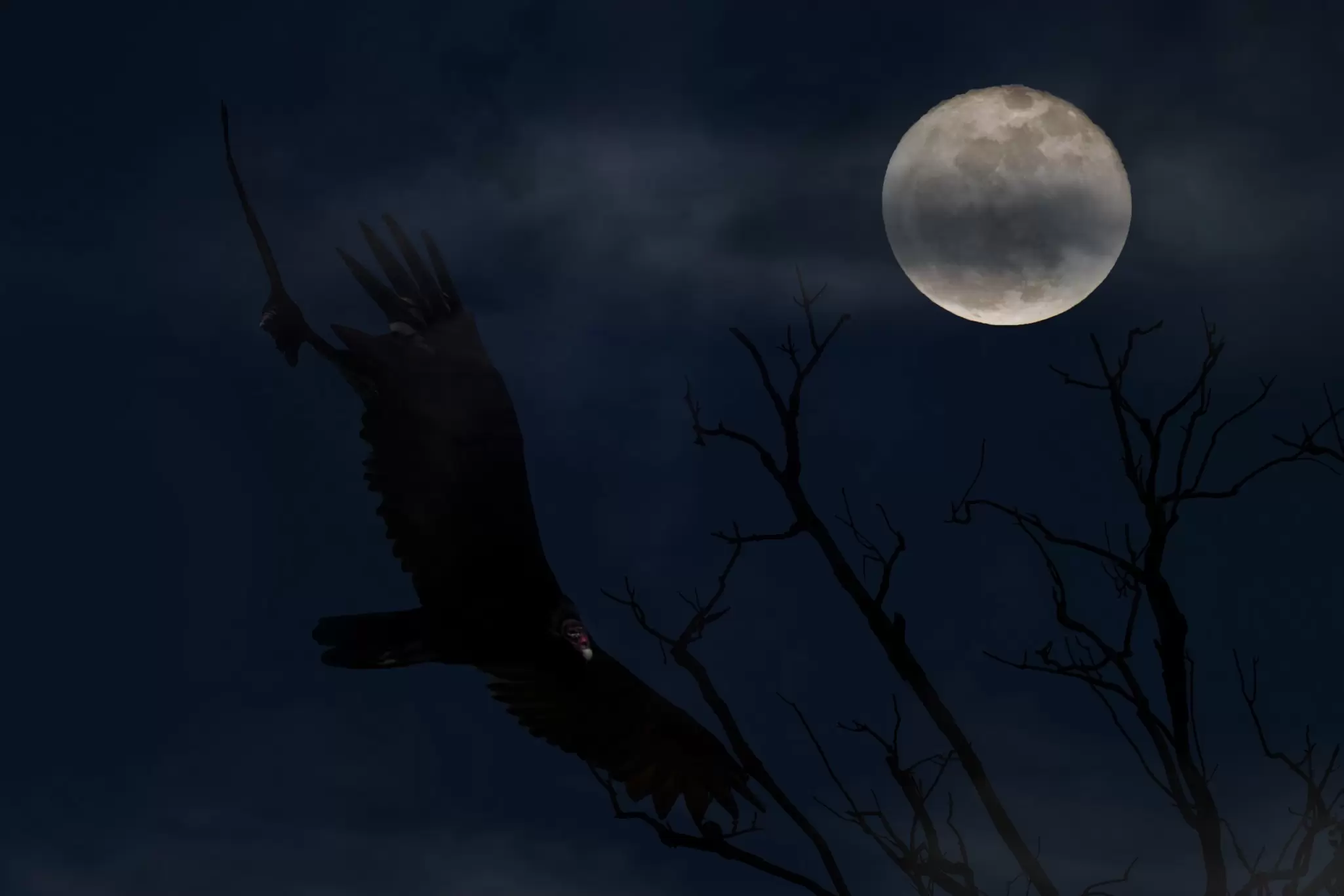 A bright full moon in the night sky on Halloween