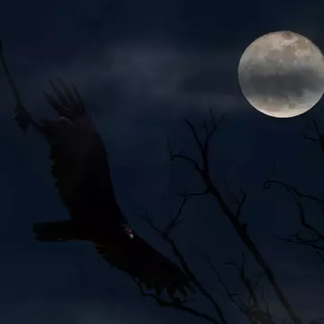 Moon on Halloween.jpg