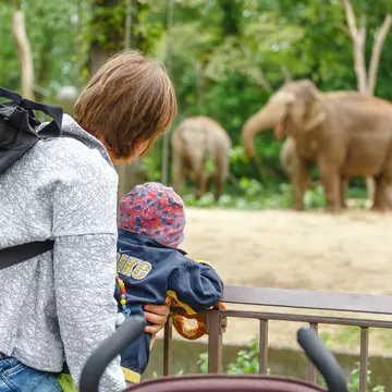 Family watching elephants