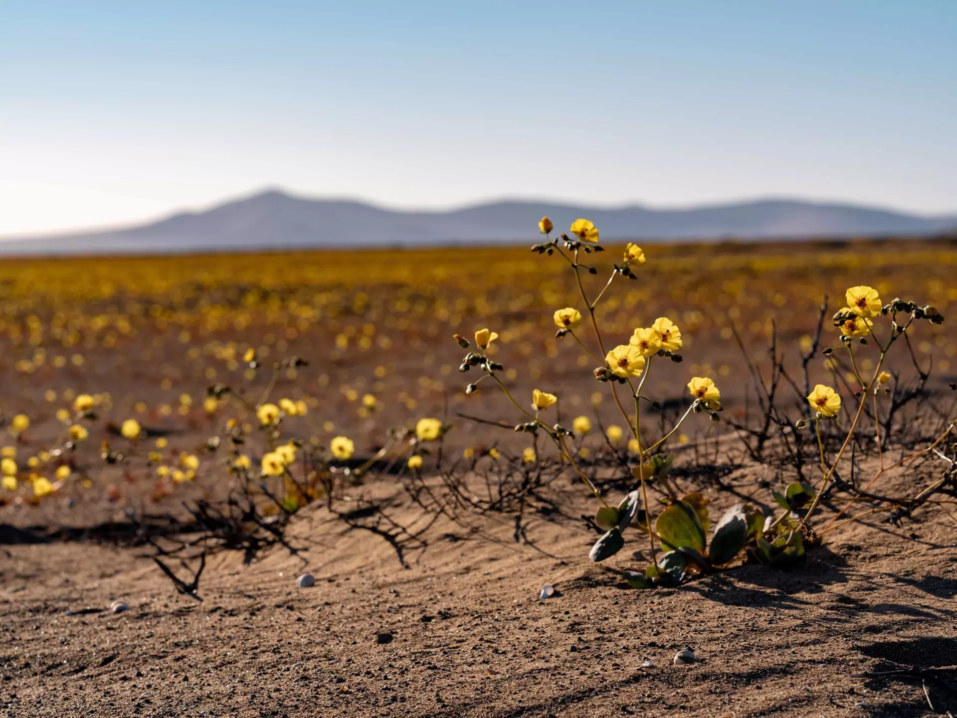 Climate change has made super blooms (or “desiertos floridos”) in Chile’s Atacama Desert more frequent. A new national park aims to protect them © Getty Images