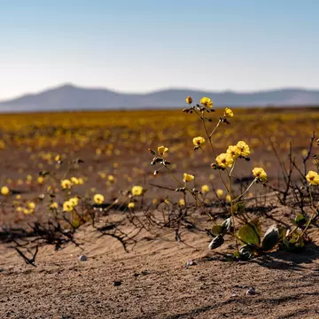 Climate change has made super blooms (or “desiertos floridos”) in Chile’s Atacama Desert more frequent. A new national park aims to protect them © Getty Images