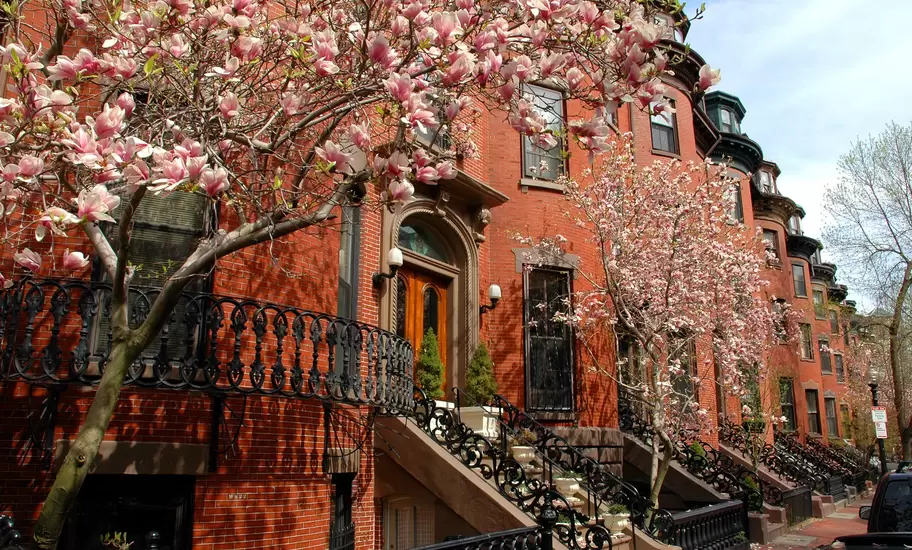 Spring blossom along a line of brick row houses in Boston's South End.