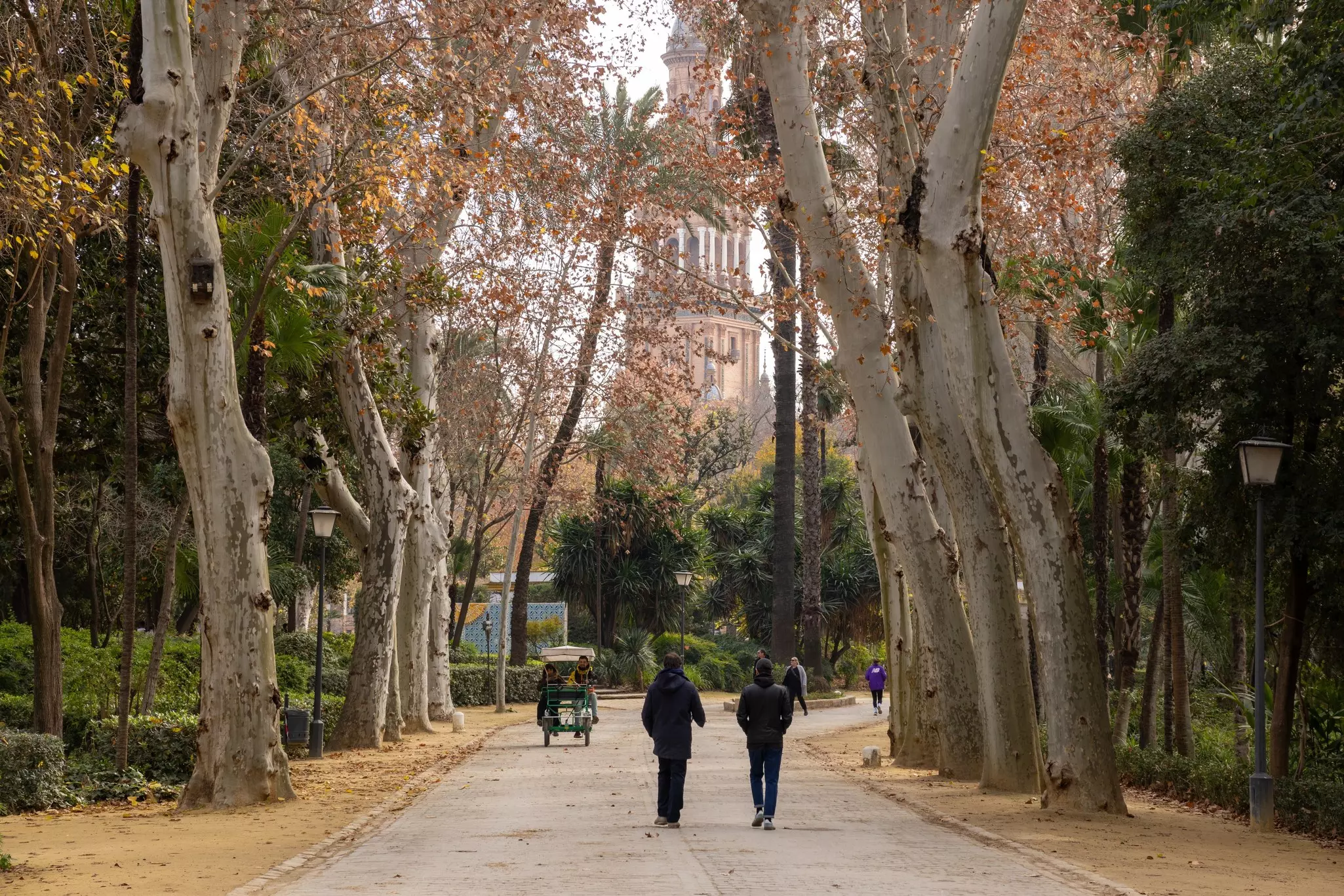 Two people are see from behind walking on path lined by tall trees in a city park.