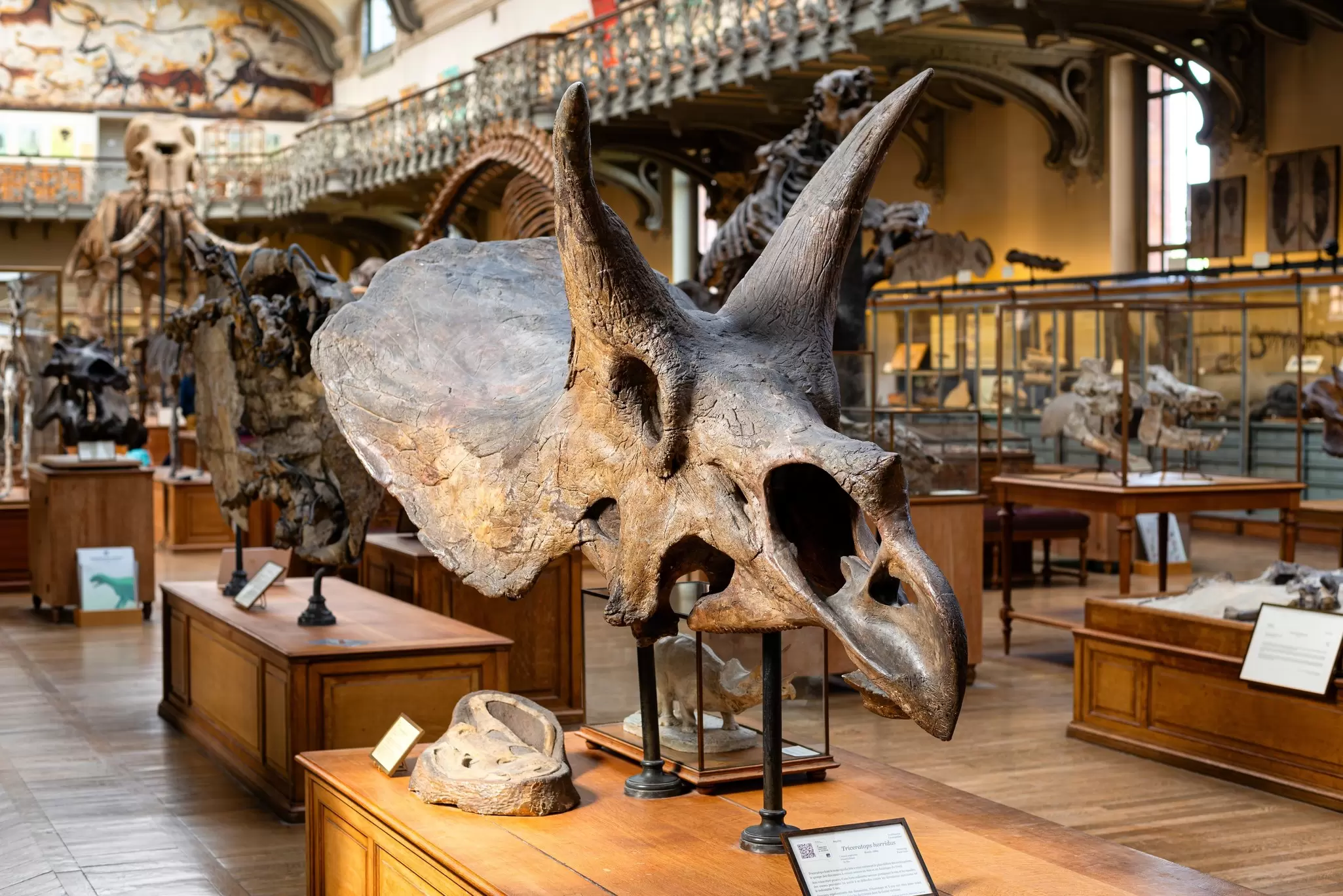 Dinosaur skull of a Triceratops horridus on display in The Gallery of Paleontology and Comparative Anatomy situated in the Jardin des plantes in Paris.
