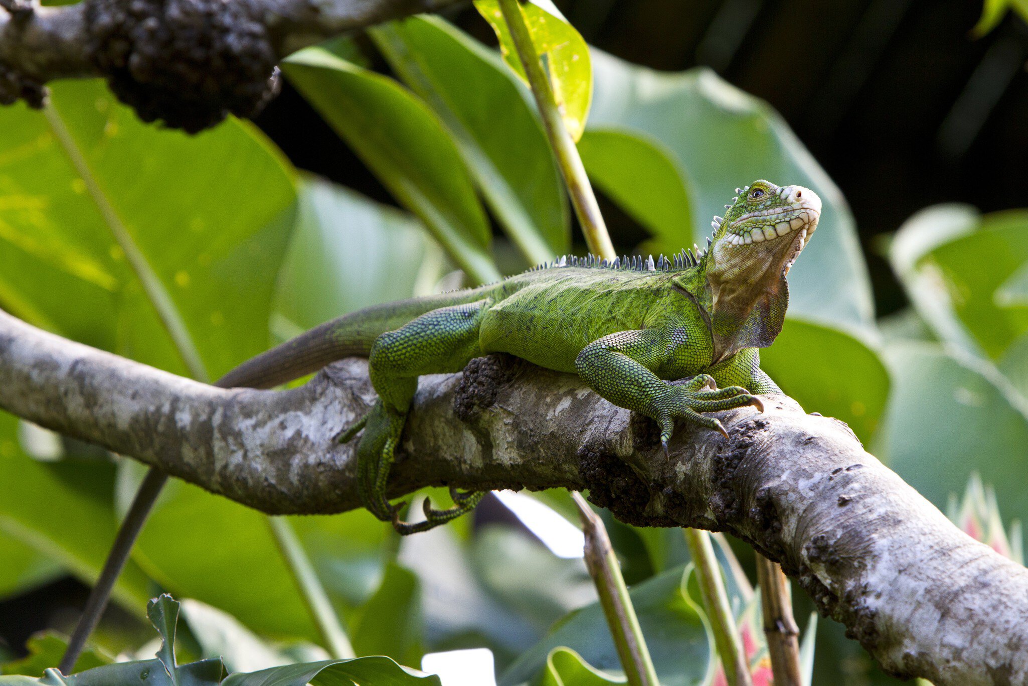 Caribbean, Guadeloupe, Grande-Terre, Green Iguana, Iguana iguana, perching on branch