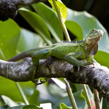 Caribbean, Guadeloupe, Grande-Terre, Green Iguana, Iguana iguana, perching on branch