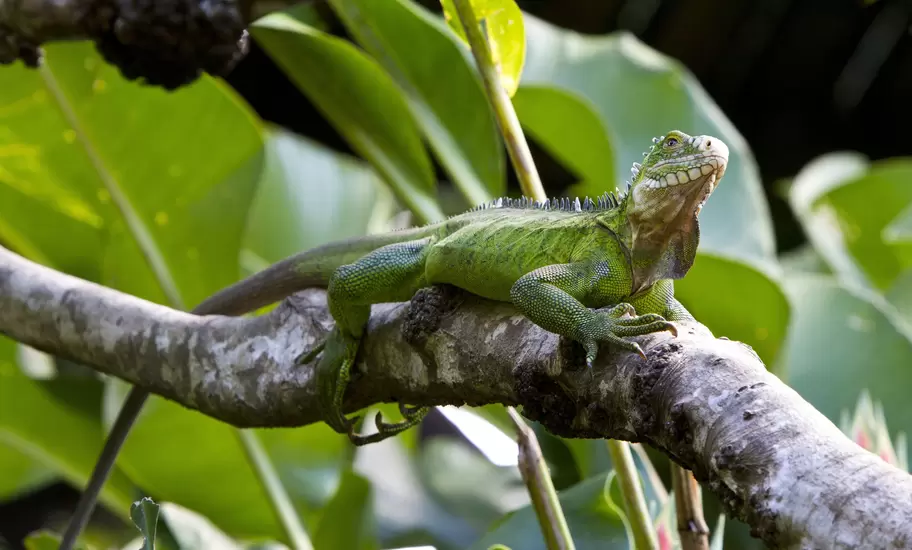 Green iguana resting on a grey tree branch among large tropical leaves, with spiny crest and dewlap visible