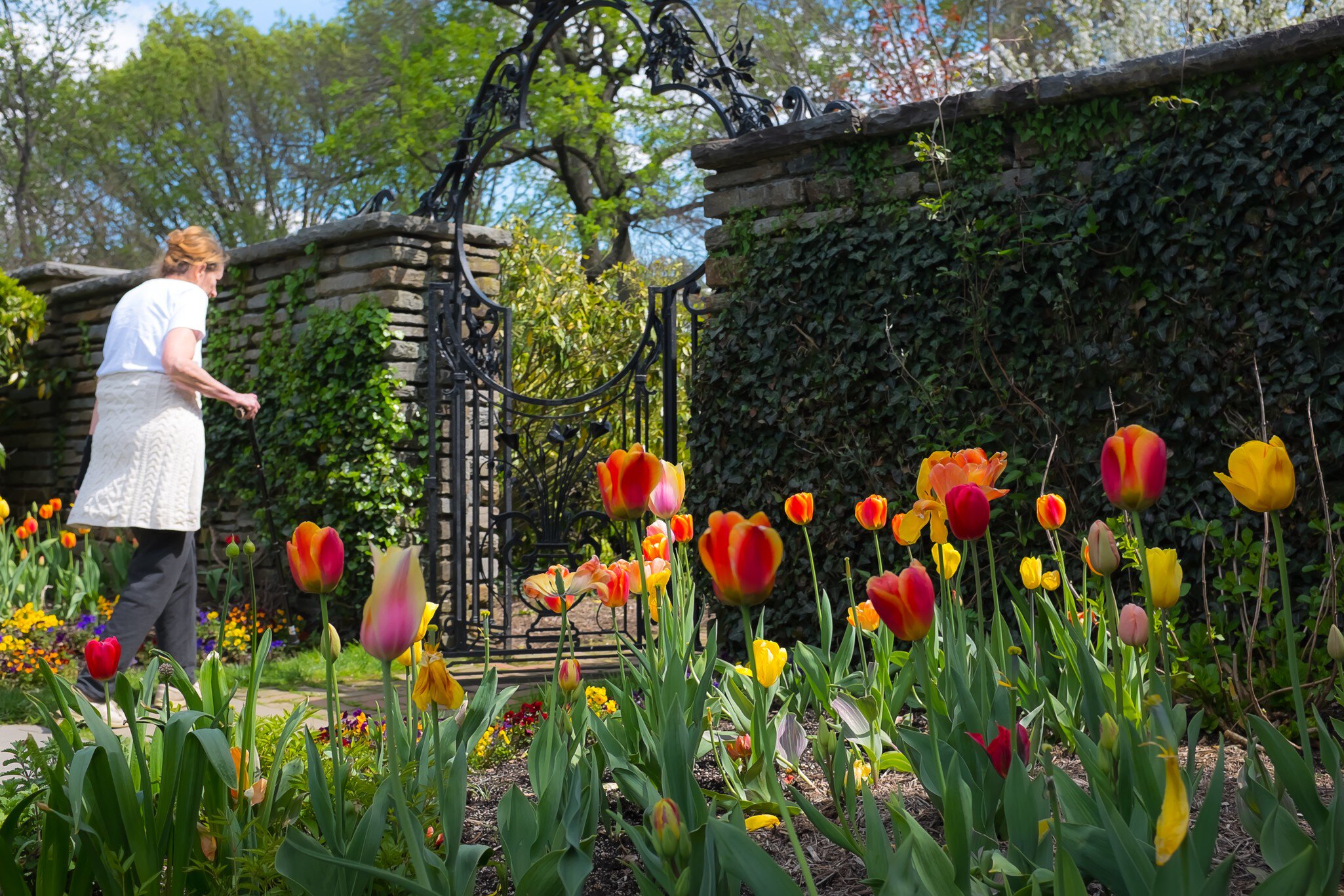 Tulips at Dumbarton Oaks in Georgetown, Washington DC, USA.