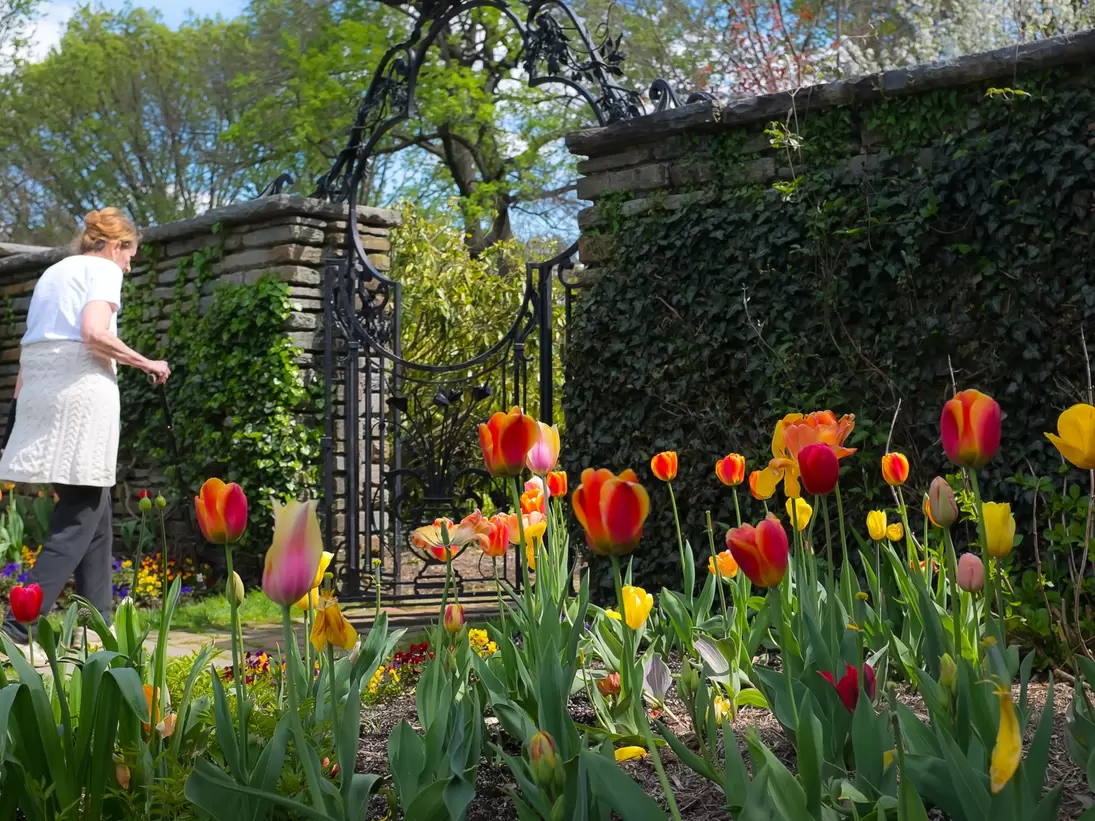 Tulips at Dumbarton Oaks in Georgetown, Washington DC, USA.