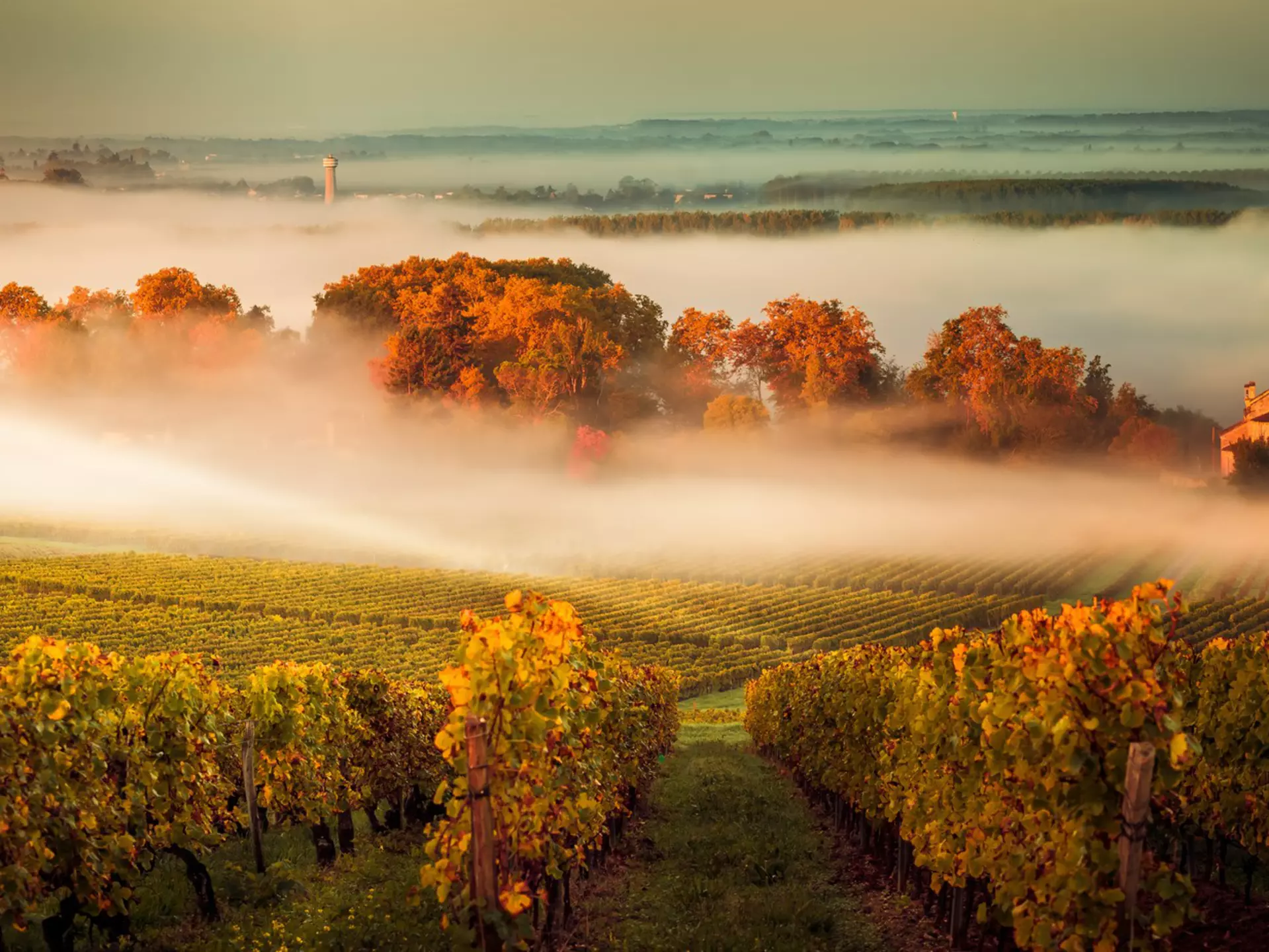 A misty fall day in the vineyards of Bordeaux. FreeProd33/Shutterstock