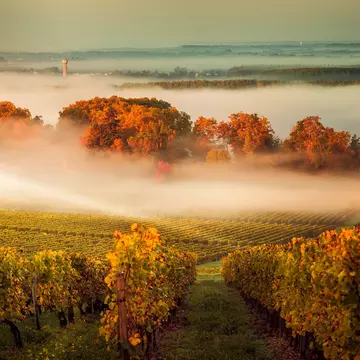 A misty fall day in the vineyards of Bordeaux. FreeProd33/Shutterstock