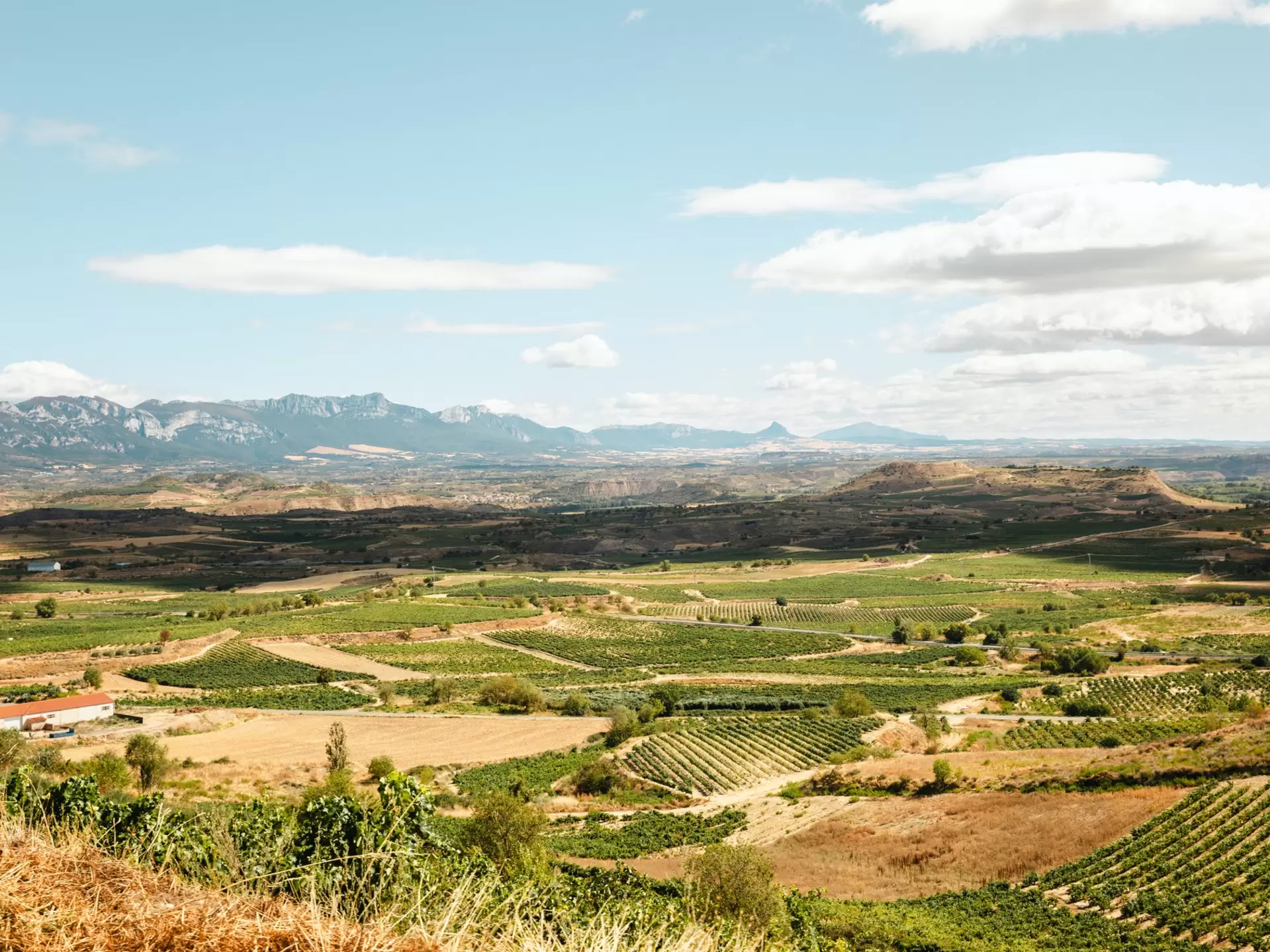 Vast vineyards stretch into the distance where mountains start to rise; Bodegas Lecea, La Rioja, Spain