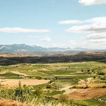 Vast vineyards stretch into the distance where mountains start to rise; Bodegas Lecea, La Rioja, Spain