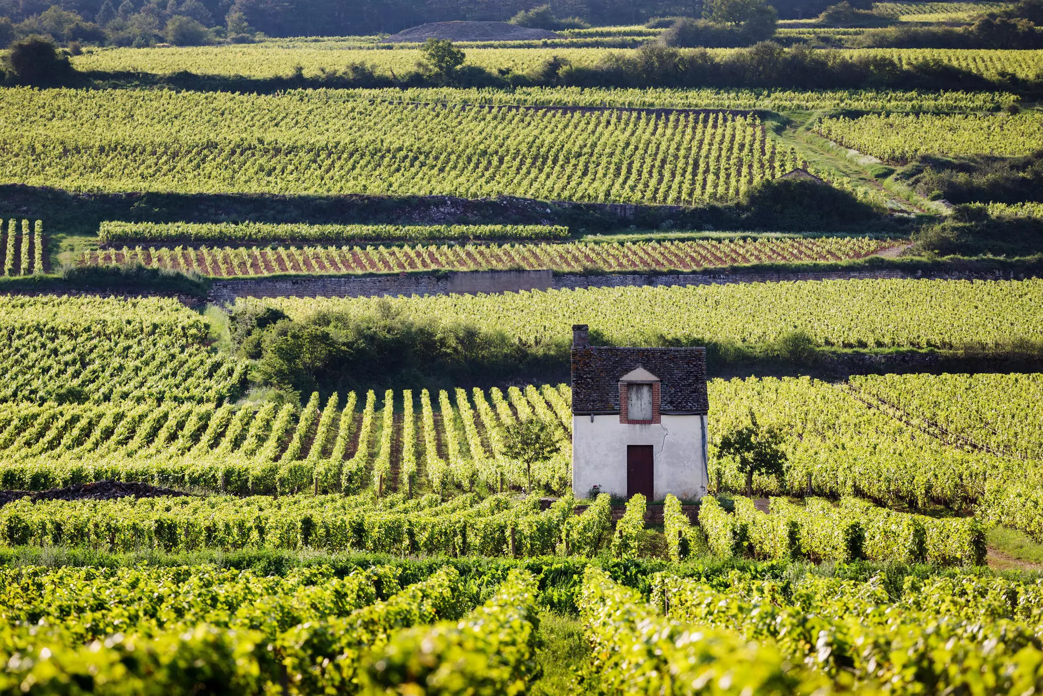 A vineyard in Burgundy, France, on a sunny day