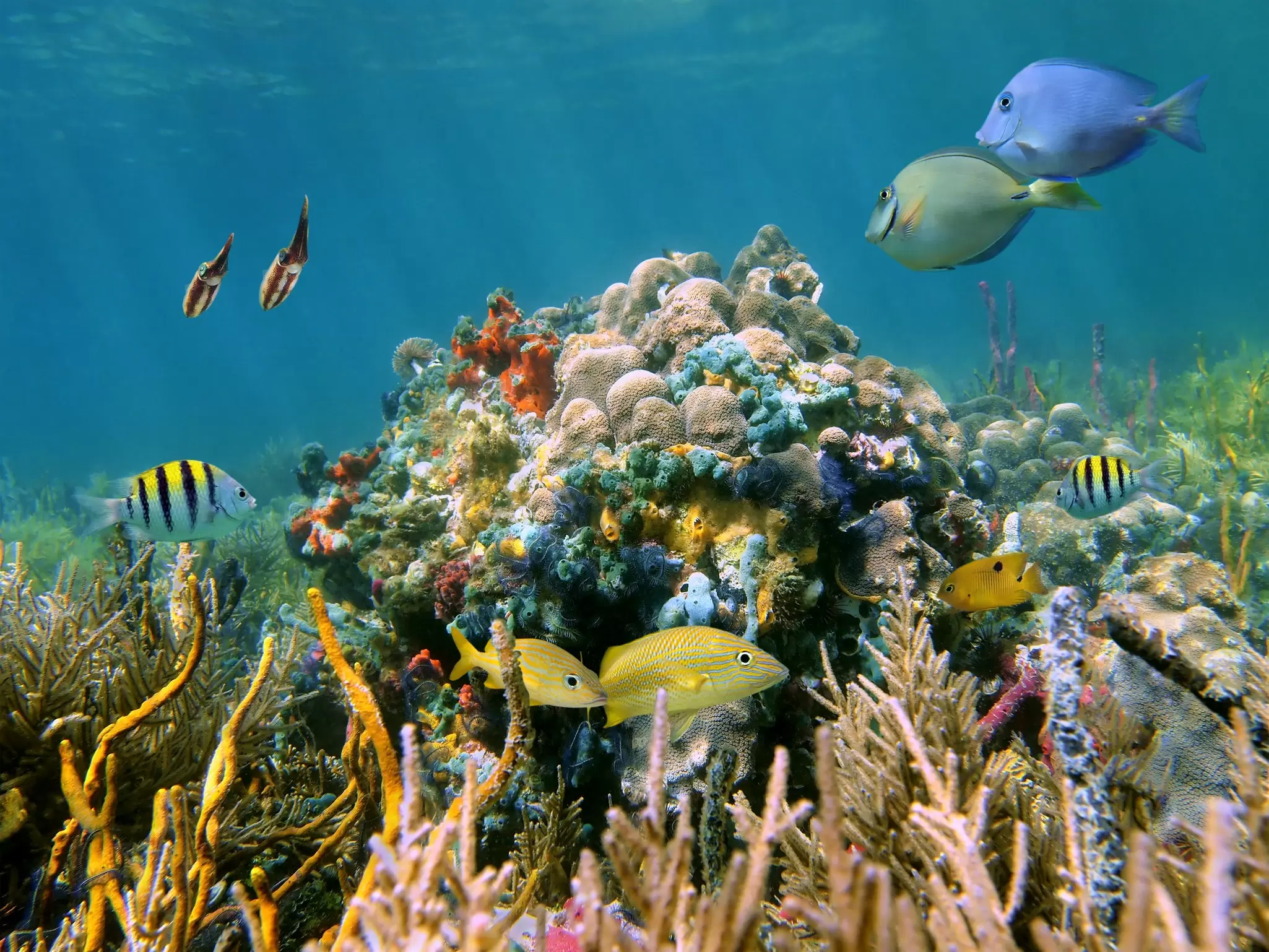 A reef in Bocas del Toro. Vilainecrevette/Shutterstock