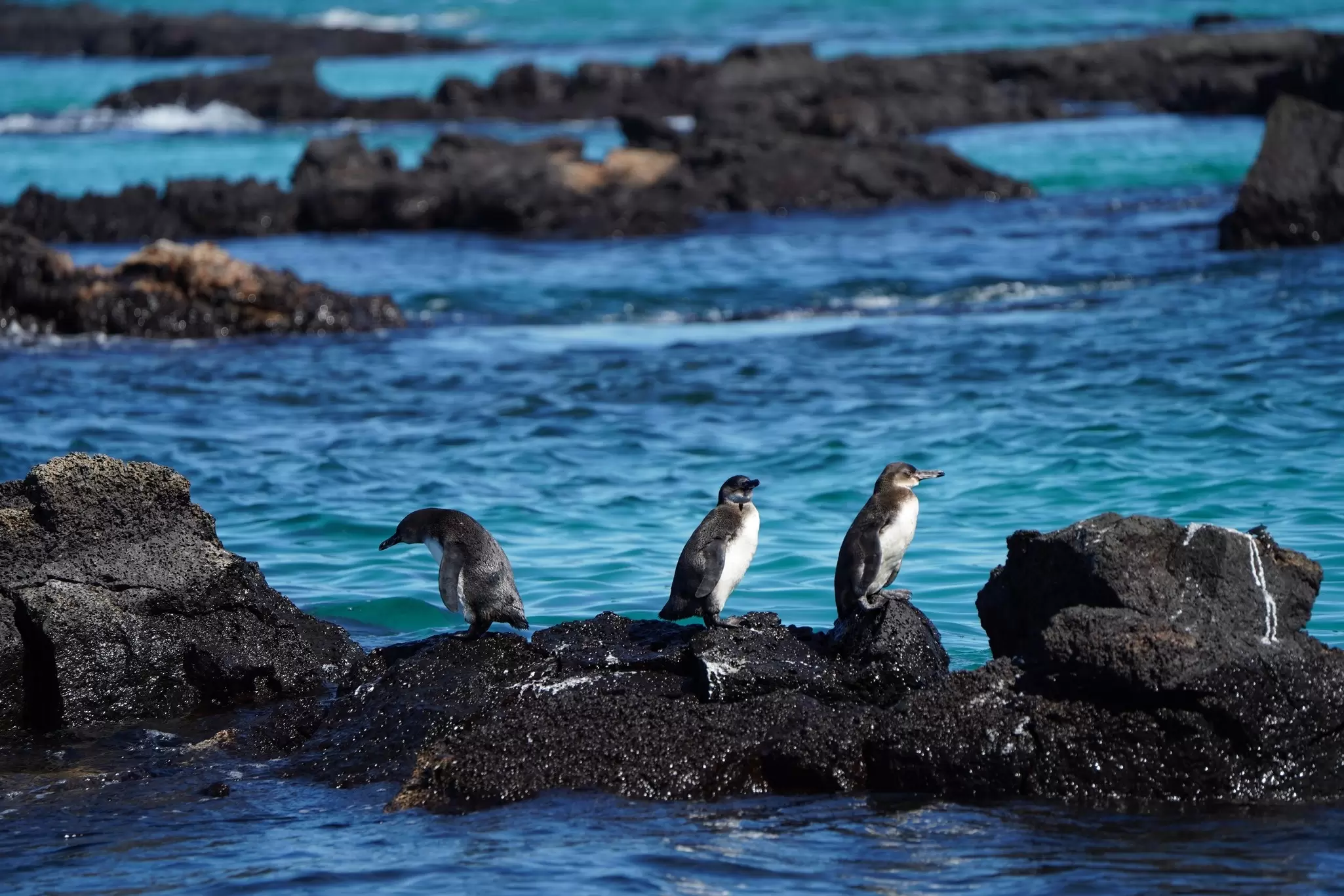 Galapagos penguins. willianvilla/Shutterstock