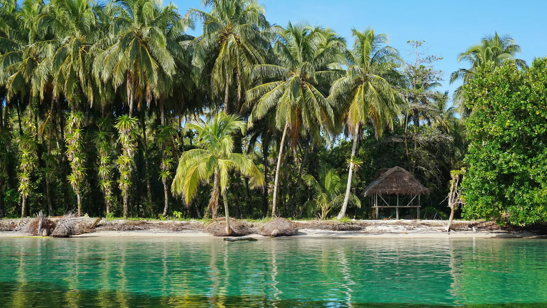 Tropical shore with lush coconut trees and a thatched hut, Caribbean, Zapatillas islands, Bocas del Toro, Panama