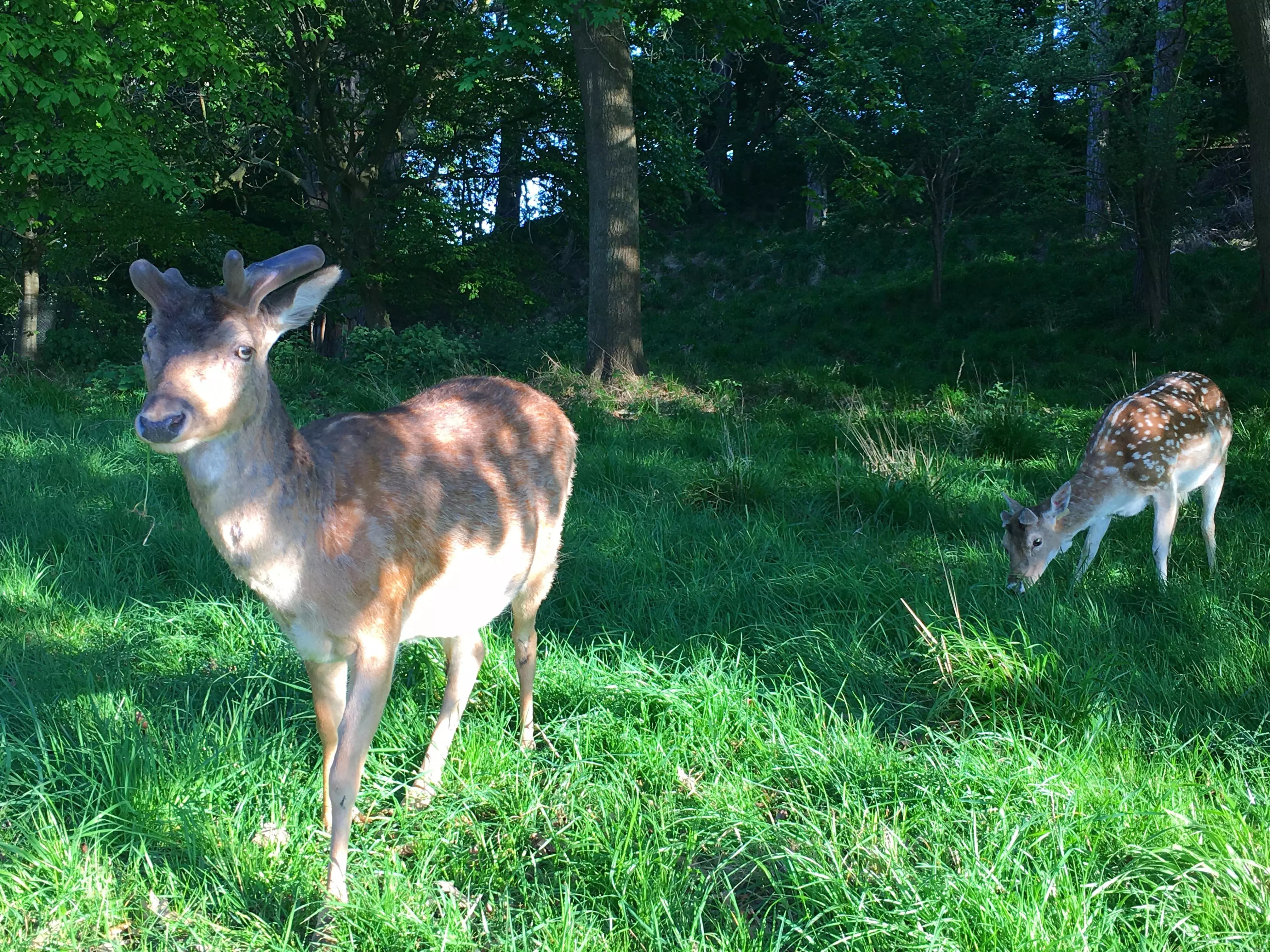 Two deer in a grassy woods.