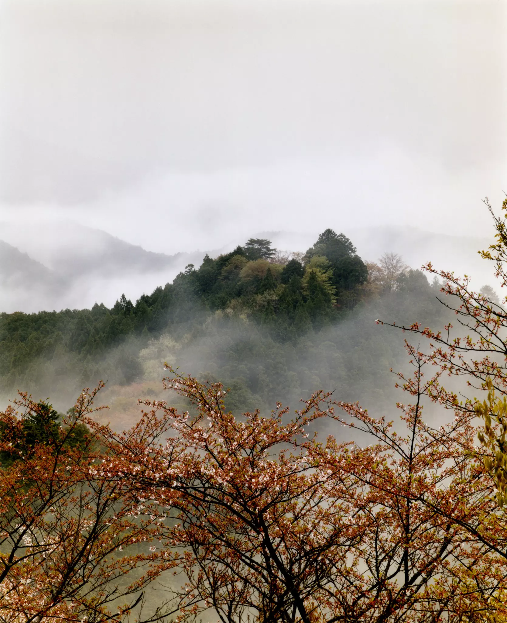 The steps of Daimon-zaka (large gate slope) lead up through towering cedars to Nachi Taisha © Jonathan Stokes/Lonely Planet