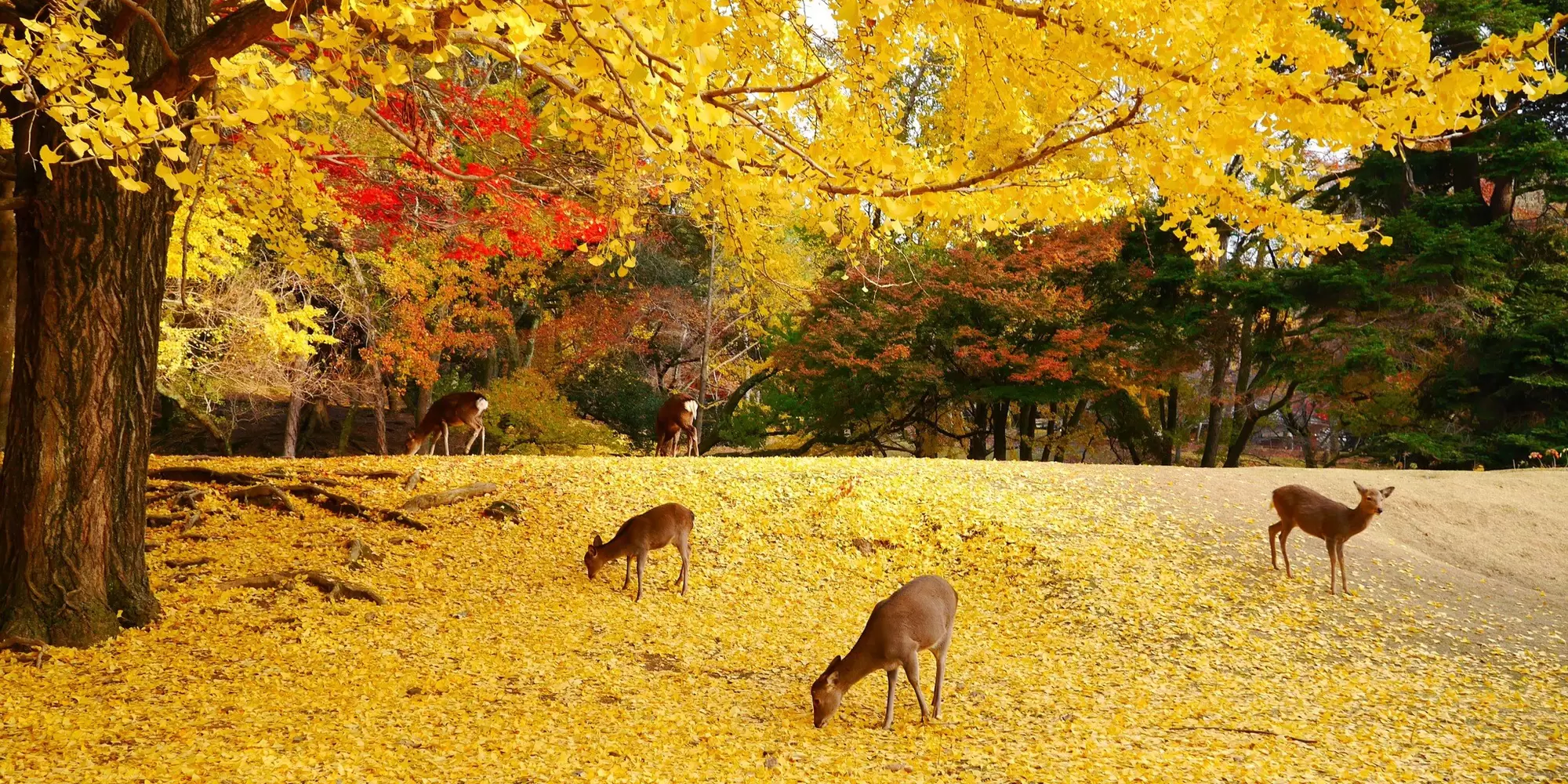 Deers standing on yellow leaves under tree in autumn,Nara,Japan