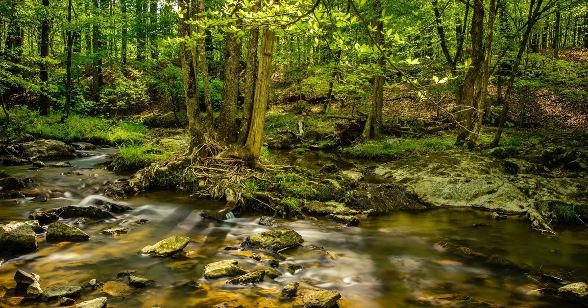 Top 12 things to do in Durham, North Carolina from lemurs to ...