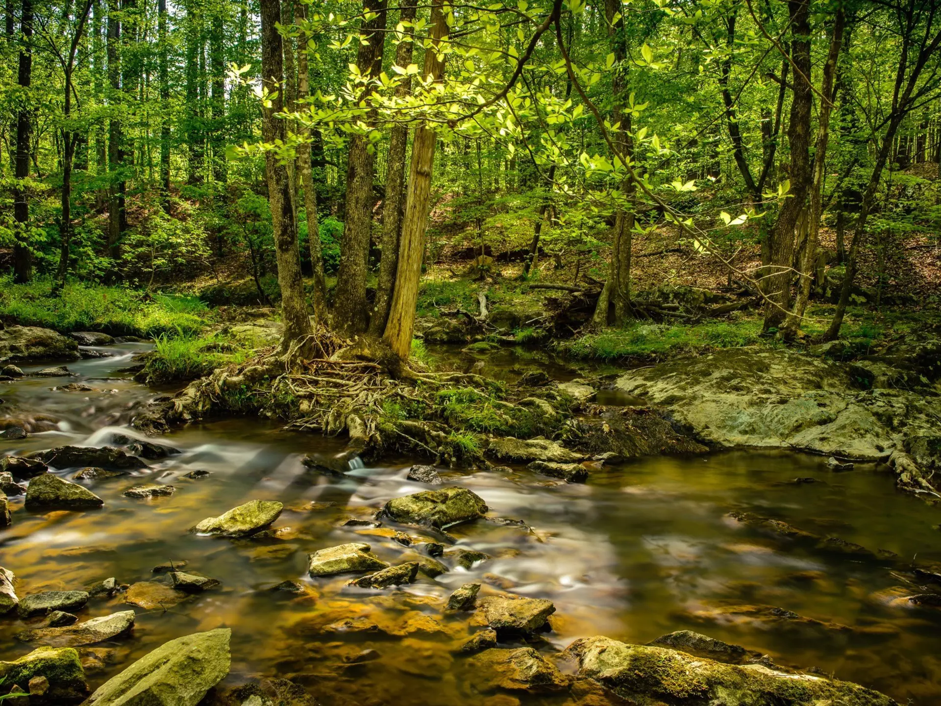 A small stream flows over rocks in the middle of the forested Eno River State Park in Durham, NC