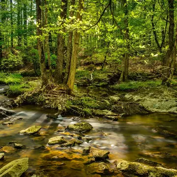 A small stream flows over rocks in the middle of the forested Eno River State Park in Durham, NC