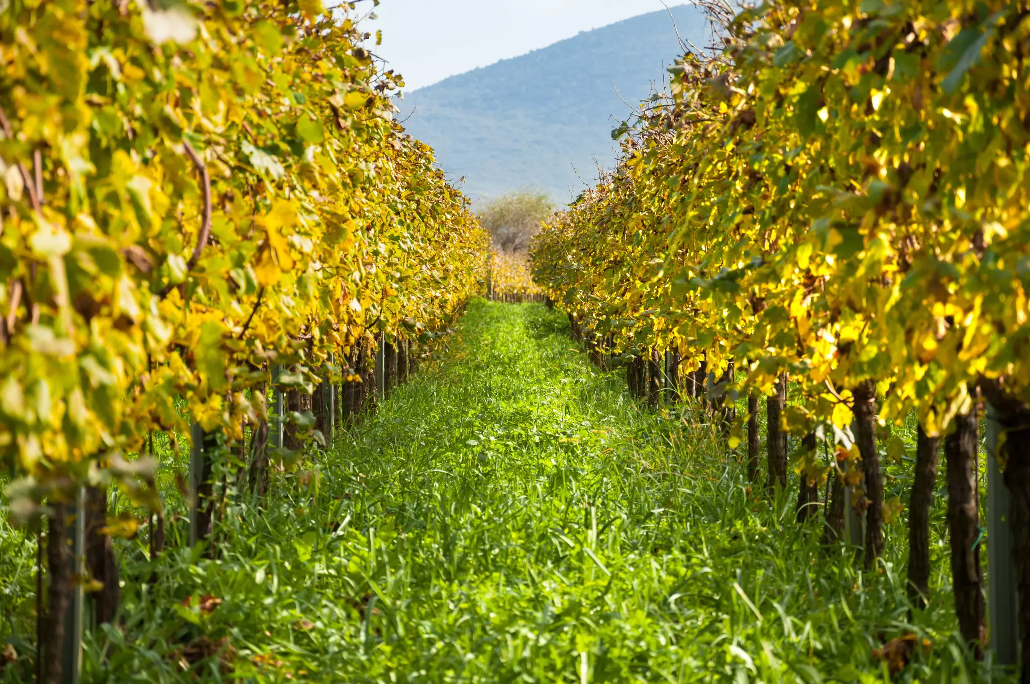 A path of green grass cuts through yellow grapevines.