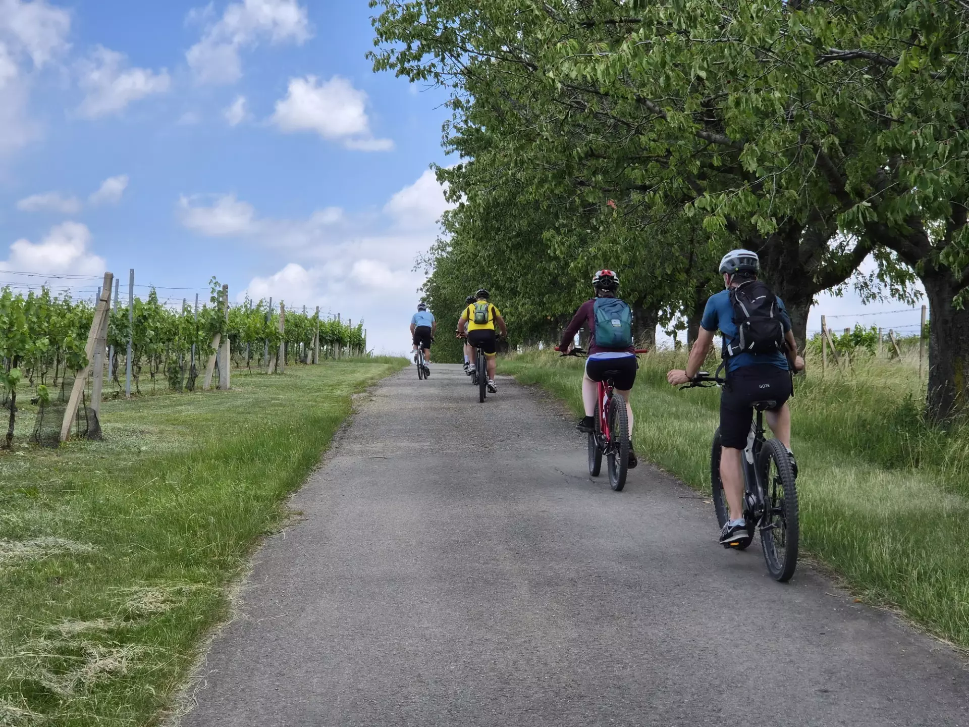 Cycling beside vineyards in South Moravia, Czechia (June 2026)