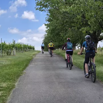 Cycling beside vineyards in South Moravia, Czechia (June 2026)