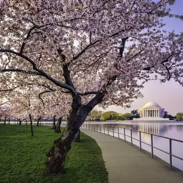 cherry trees along the Tidal Basin and Thomas Jefferson Memorial in springtime Washington DC
164267108
Annual Event, Blossom, Cherry Blossom, Cherry Trees In Bloom, Cityscape, Color Image, Copy Space, Dawn, Famous Place, Footpath, Horizontal, Jefferson Memorial, Lake, Landscape, Lawn, Long Exposure, Monument, National Landmark, Nature, No People, Outdoors, Photography, Pink Cherry Trees, Pond, Scenics, Season, Spring, The Americas, Tidal Basin, Travel Destinations, Travel Locations, Twilight, USA, Washington DC, Water
Washington DC cherry trees, footpath, Tidal Basin lake, Jefferson Memorial