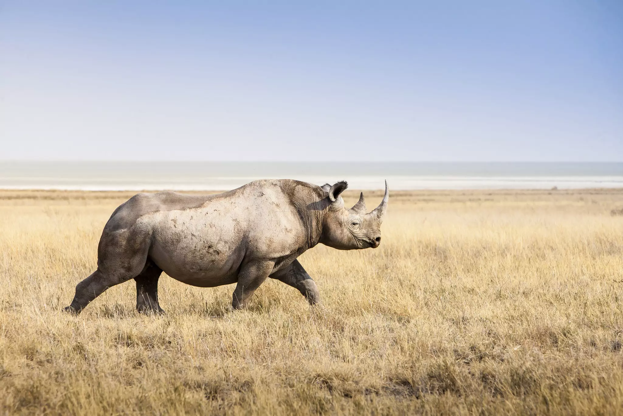 A solitary rhino trots through yellow grassland on a sunny day