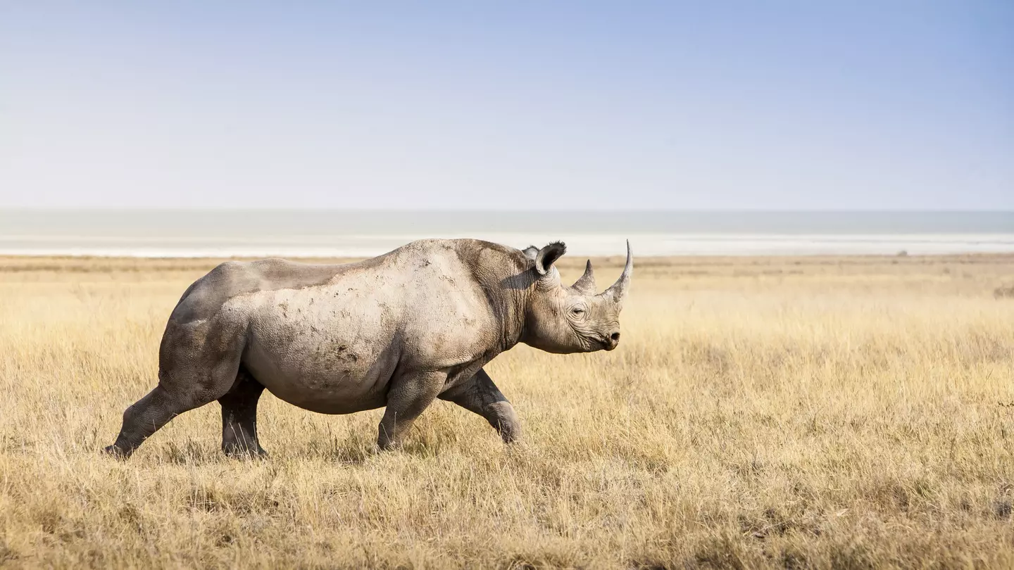 A large black rhino making its way across the parched grasses of Etosha National Park in Namibia. Manuel ROMARIS / Getty Images