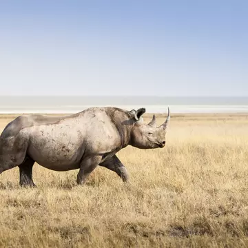 A large black rhino making its way across the parched grasses of Etosha National Park in Namibia. Manuel ROMARIS / Getty Images