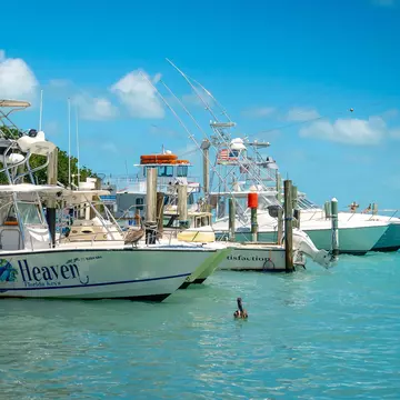Fishing boats are moored in the turquoise waters of a port. Pelicans swim in the water around them.