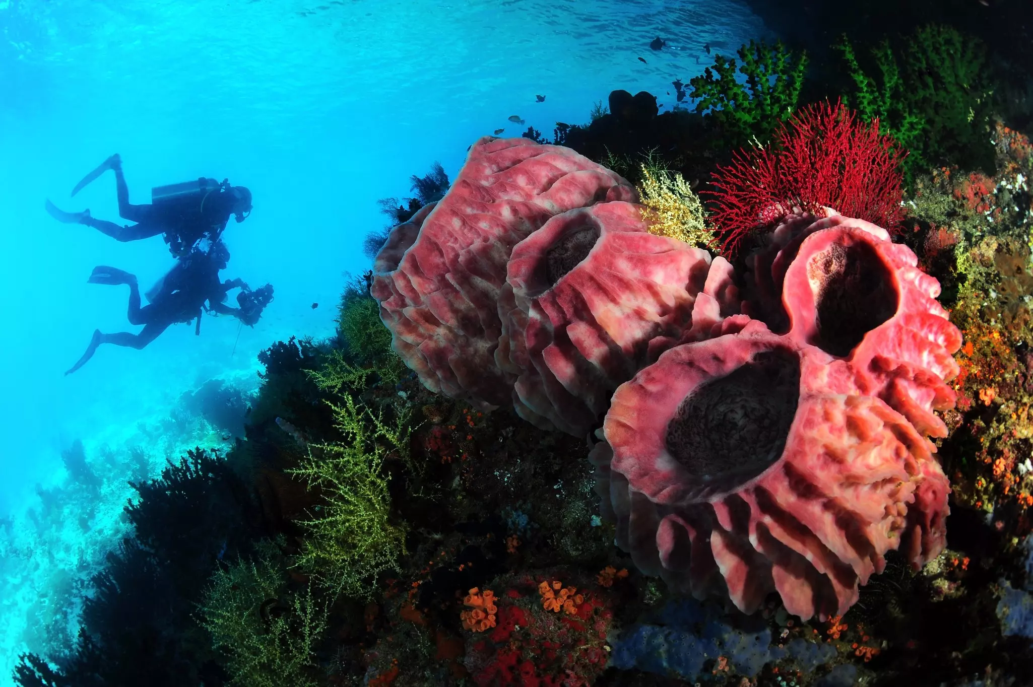 Colorful sea life in the foreground with two divers in silhouette in turquoise water in the background.