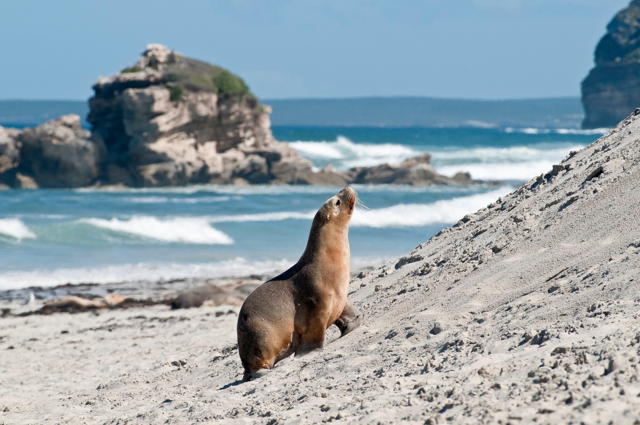Seal Bay, Kangaroo Island, South Australia, Australia, Australasia
148621964
animal, animal themes, animals in the wild, day, focus on foreground, horizontal, nature, no people, one animal, outdoors, sea lions, seal bay conservation park, seals, s...