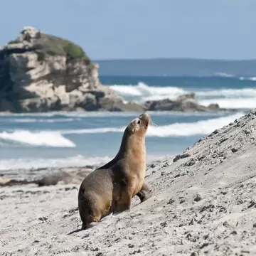 Seal Bay, Kangaroo Island, South Australia, Australia, Australasia
148621964
animal, animal themes, animals in the wild, day, focus on foreground, horizontal, nature, no people, one animal, outdoors, sea lions, seal bay conservation park, seals, s...
