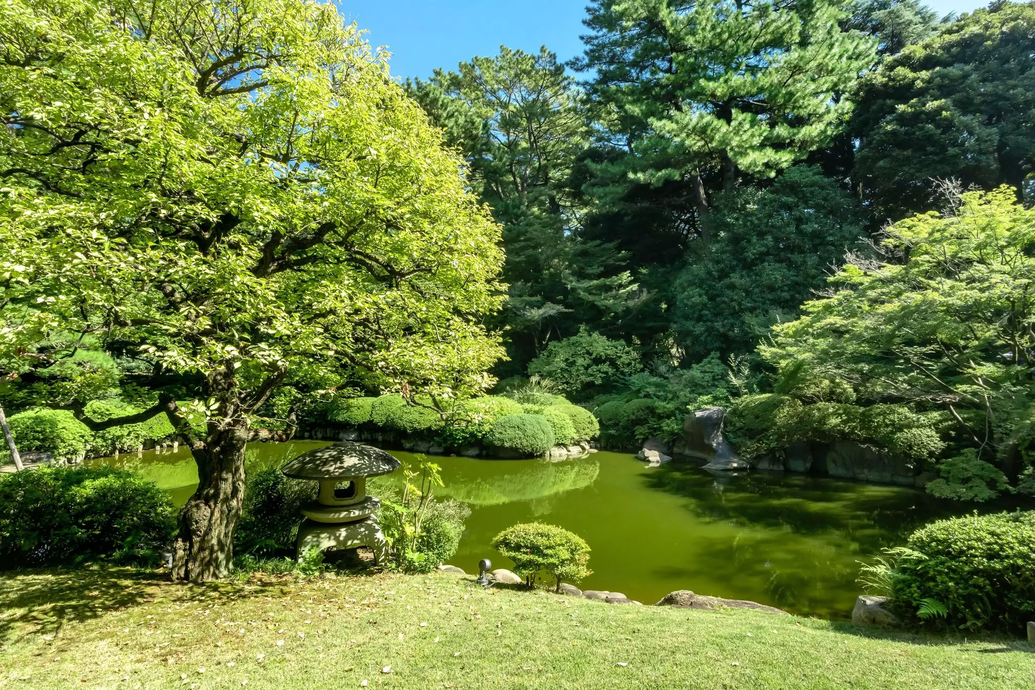 A green pond surrounded by lush greenery in a garden at a museum in Tokyo.