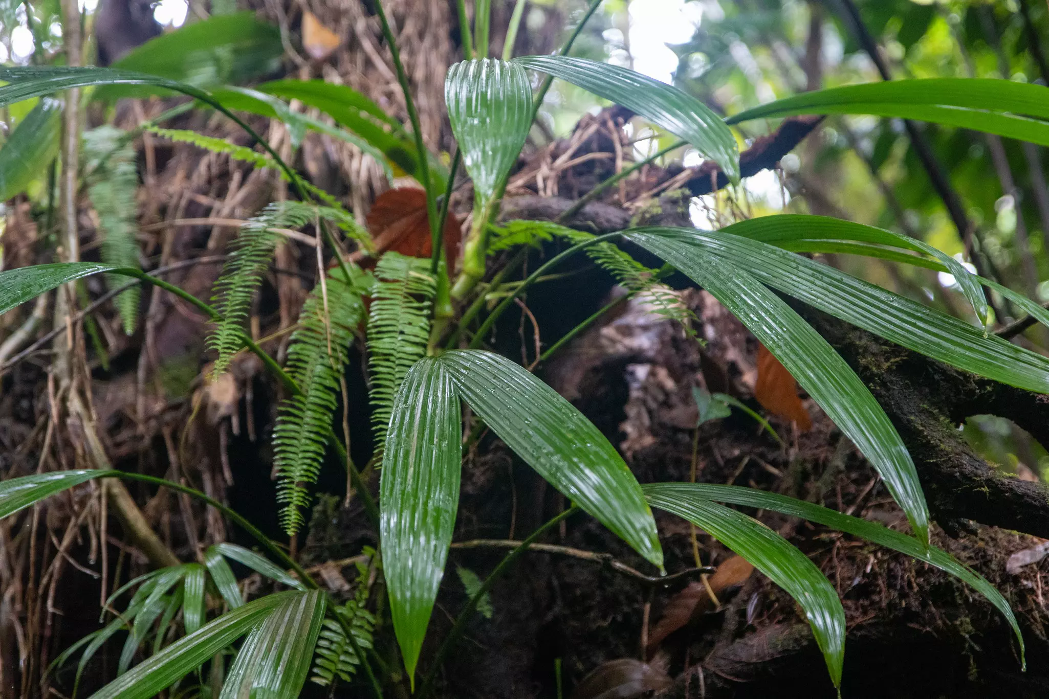 Hot chicken from Pepperfire. Image by Alexander Howard / Lonely Planet